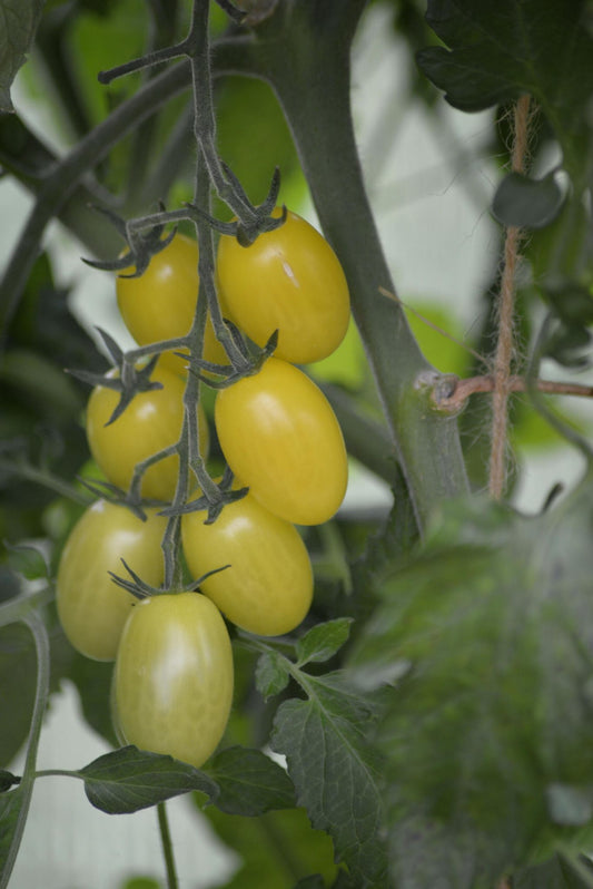 Sitrongul cherrytomat Krebs Lemon Drops med avlang form