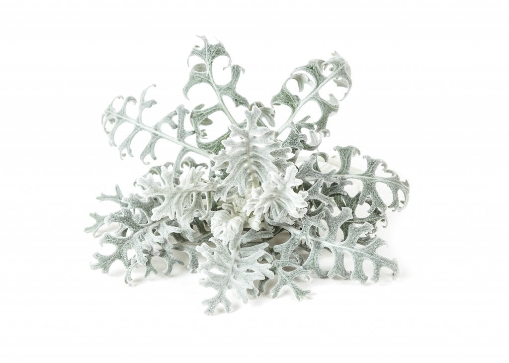 Click & Grow Dusty Miller Refill 3-pack – Dekorativ innendørsplante med lang levetid