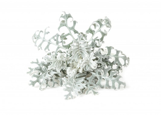 Click & Grow Dusty Miller Refill 3-pack – Dekorativ innendørsplante med lang levetid