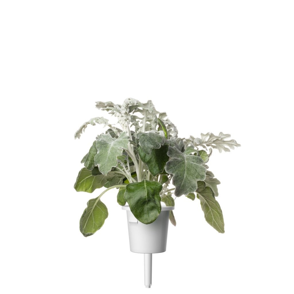 Click & Grow Dusty Miller Refill 3-pack – Dekorativ innendørsplante med lang levetid