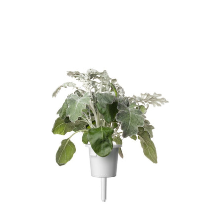 Click & Grow Dusty Miller Refill 3-pack – Dekorativ innendørsplante med lang levetid