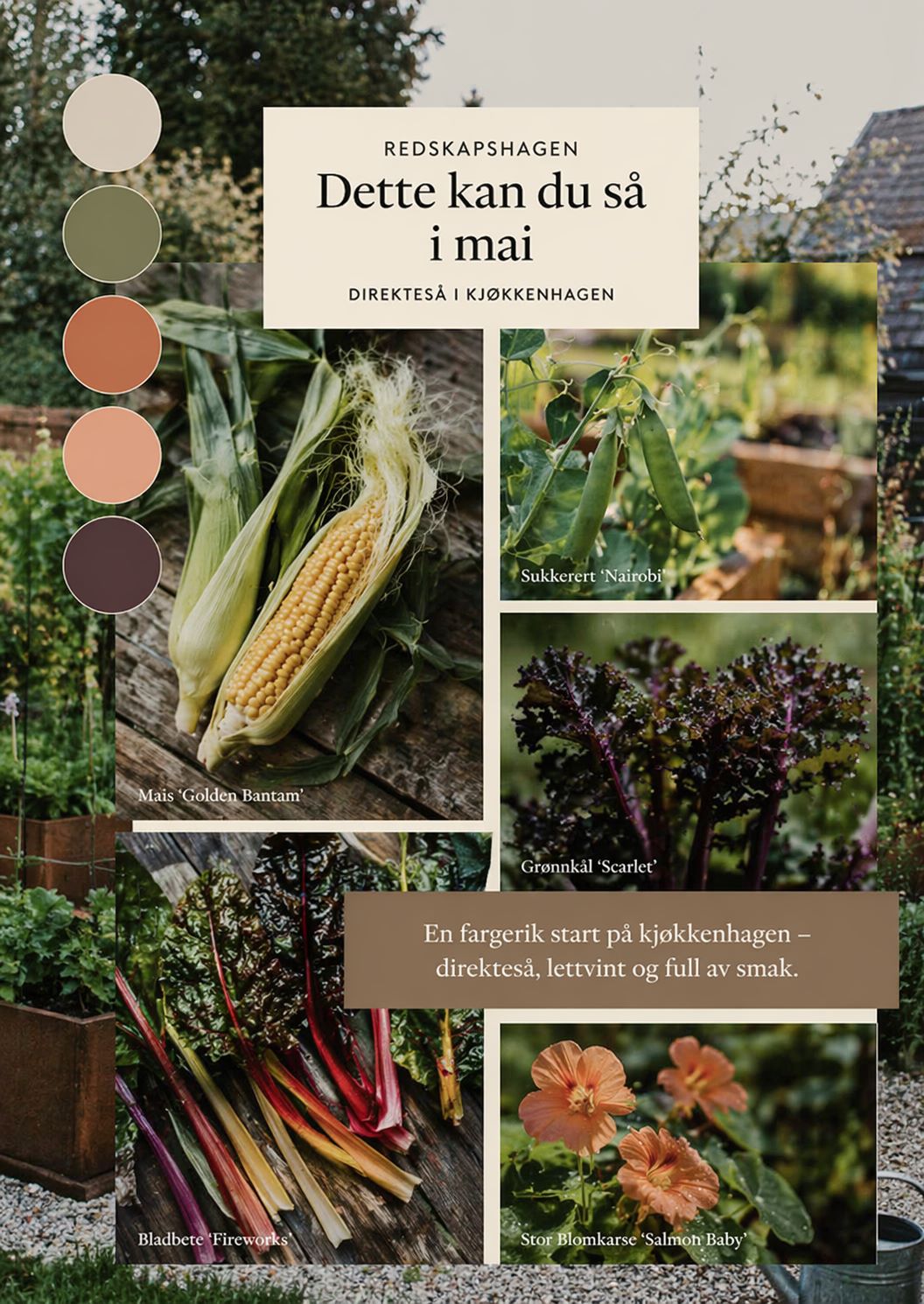 Frøpakke med mais, sukkerert, grønnkål, bladbete og blomkarse til kjøkkenhage i mai