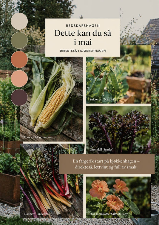Frøpakke med mais, sukkerert, grønnkål, bladbete og blomkarse til kjøkkenhage i mai