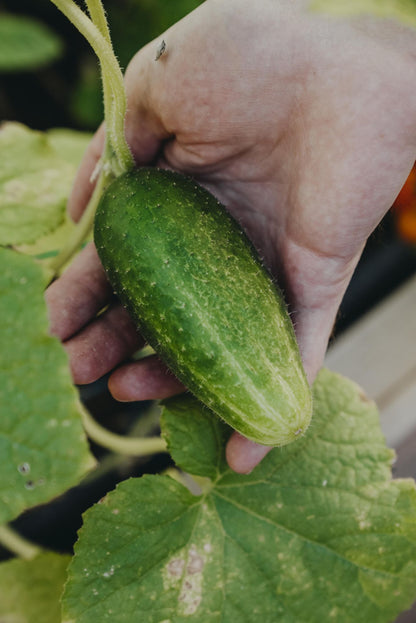 Hjemmelaget sylteagurk av drueagurk