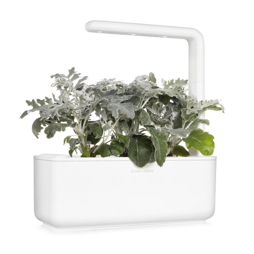 Click & Grow Dusty Miller Refill 3-pack – Dekorativ innendørsplante med lang levetid