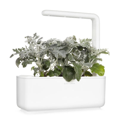 Click & Grow Dusty Miller Refill 3-pack – Dekorativ innendørsplante med lang levetid