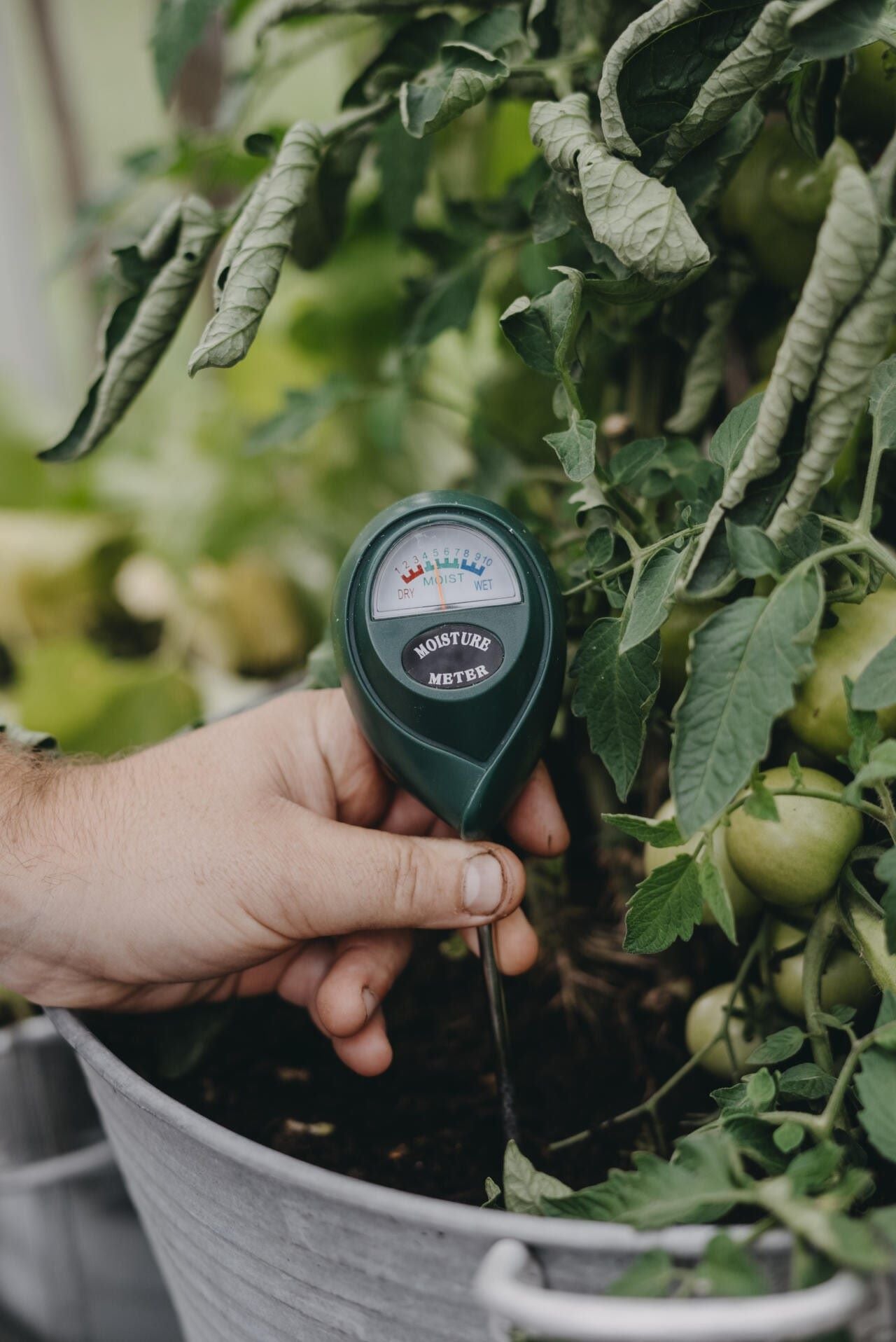 Fuktighetsmåler fra Nelson Garden i bruk – måler jordfuktighet i potteplante