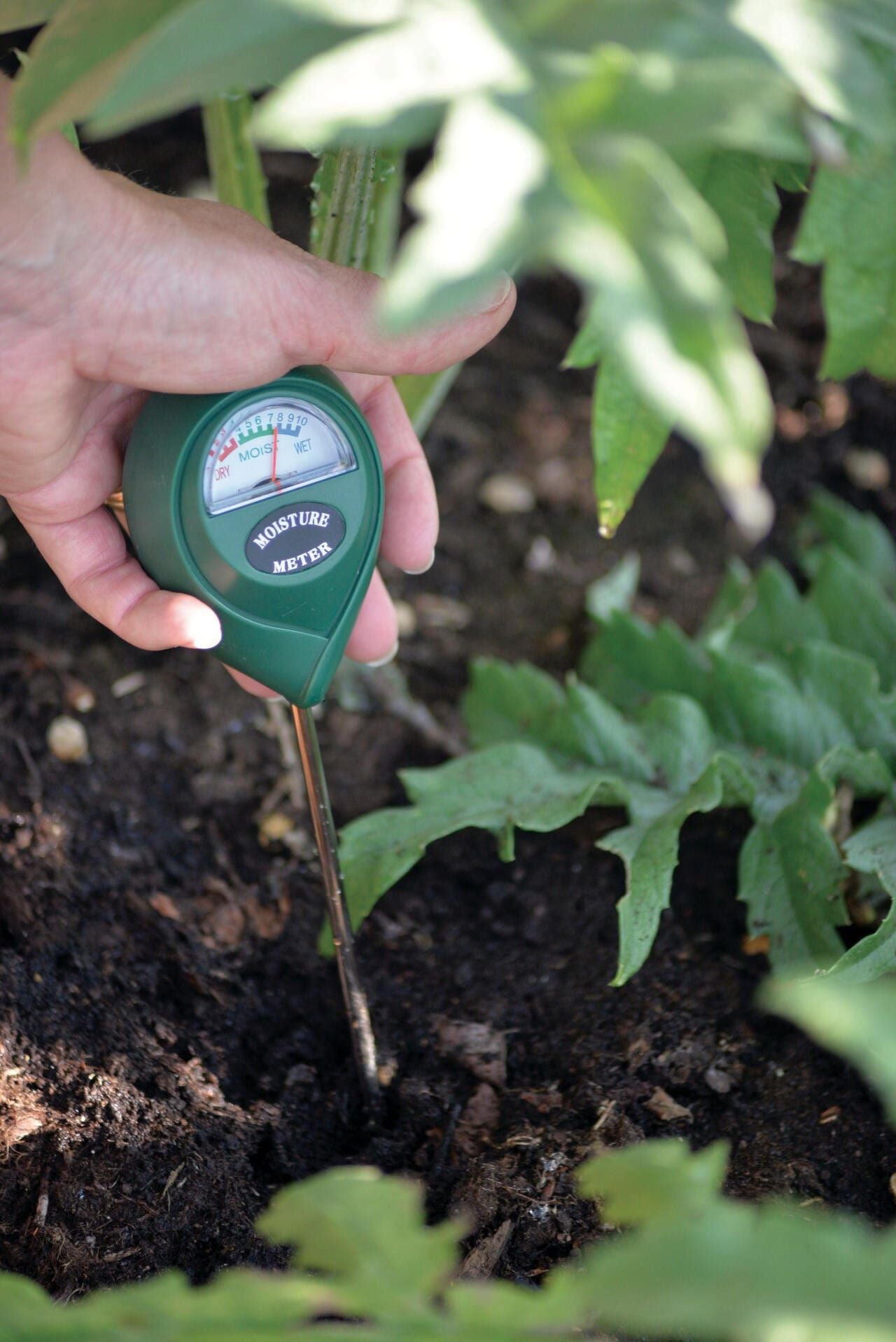 Fuktighetsmåler fra Nelson Garden i bruk – måler jordfuktighet i kjøkkenhagen