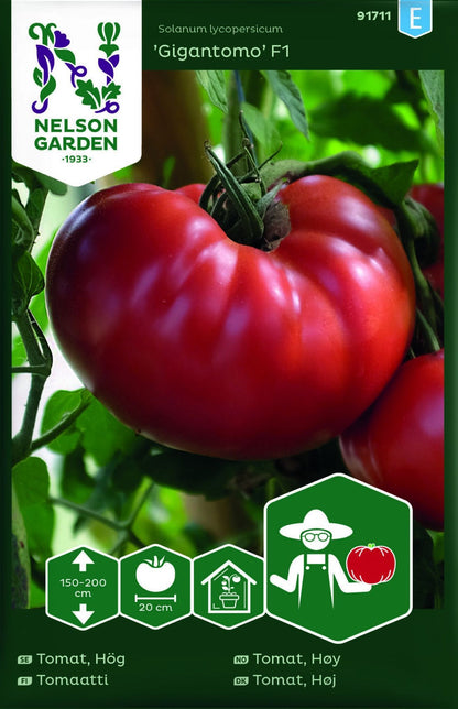 Gigantomo F1 tomatplante dyrket i solfylt drivhus