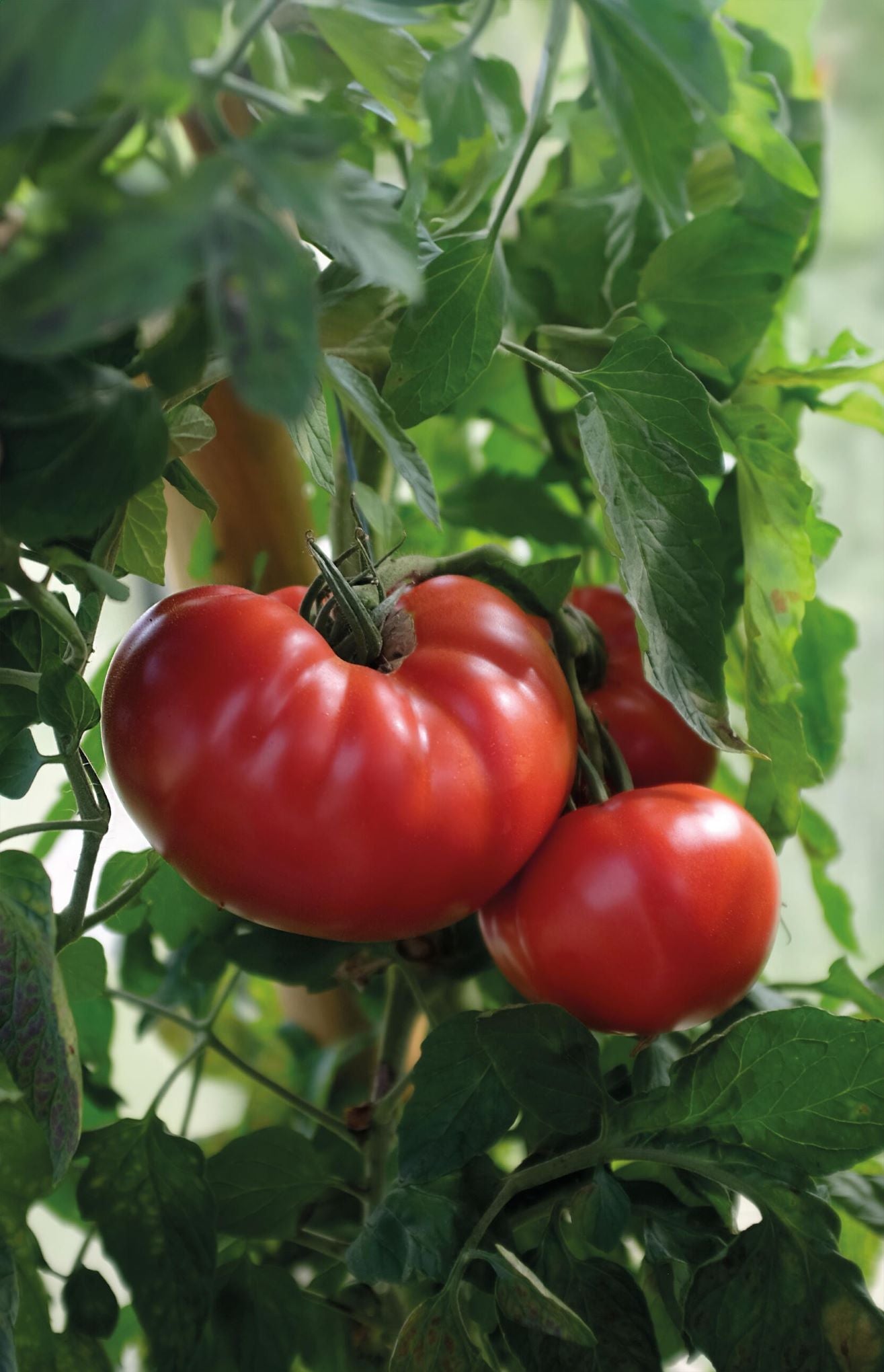 XXL bifftomat ‘Gigantomo’ F1 med ekstremt store frukter