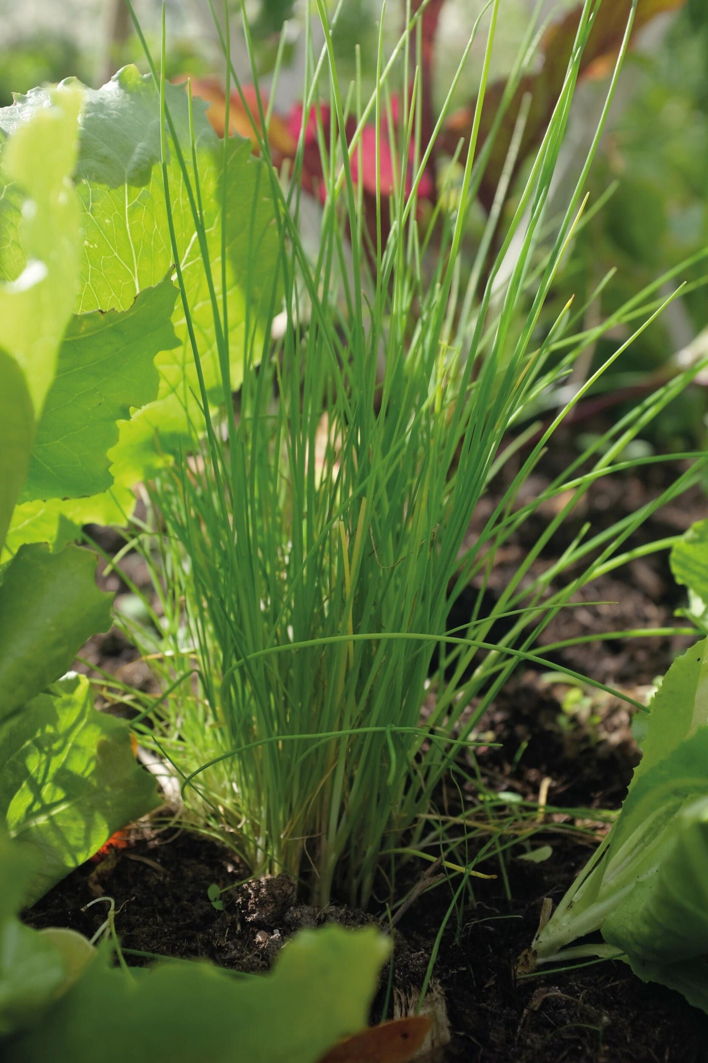 Gressløk ‘Dolores’ med smale aromatiske blader og lilla spiselige blomster i solfylt urtebed.