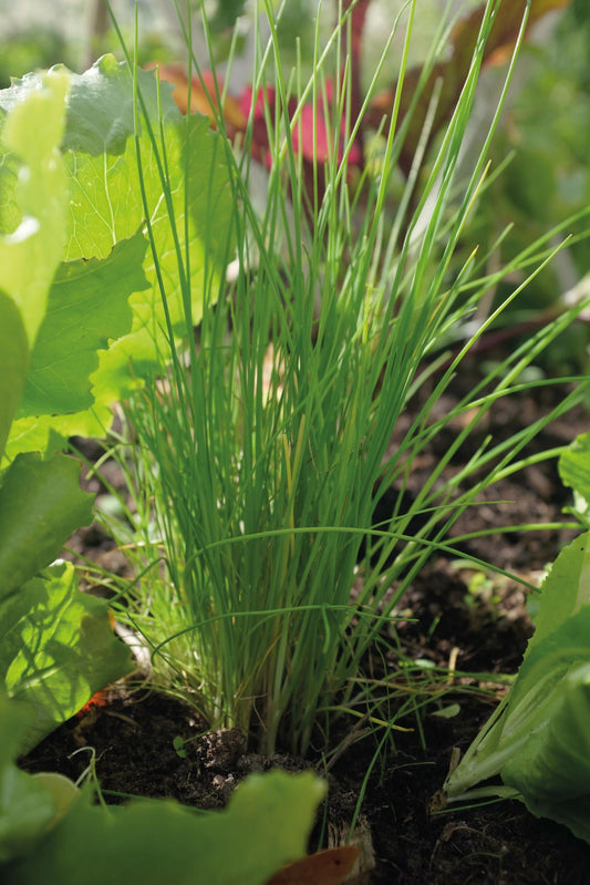 Gressløk ‘Dolores’ med smale aromatiske blader og lilla spiselige blomster i solfylt urtebed.