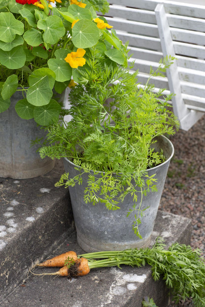 Tykk og kjegleformet sommergulrot ‘Oxheart’ med naturlig farge og klassisk form