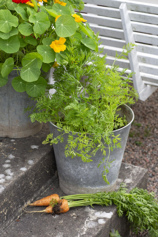 Tykk og kjegleformet sommergulrot ‘Oxheart’ med naturlig farge og klassisk form