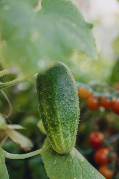Klassisk sylteagurk med ruglete skall