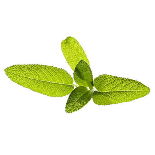 Click and Grow Smart Garden – Refill Salvie (3-pack)
