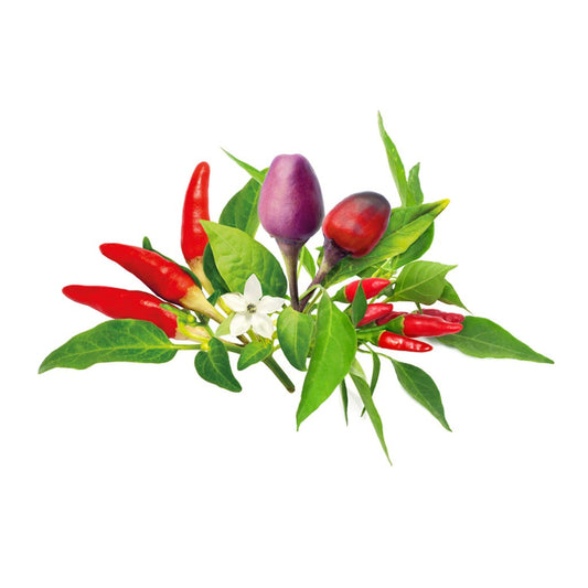 Click & Grow Smart Garden Refill 9-pack – Chilipepper-mix
