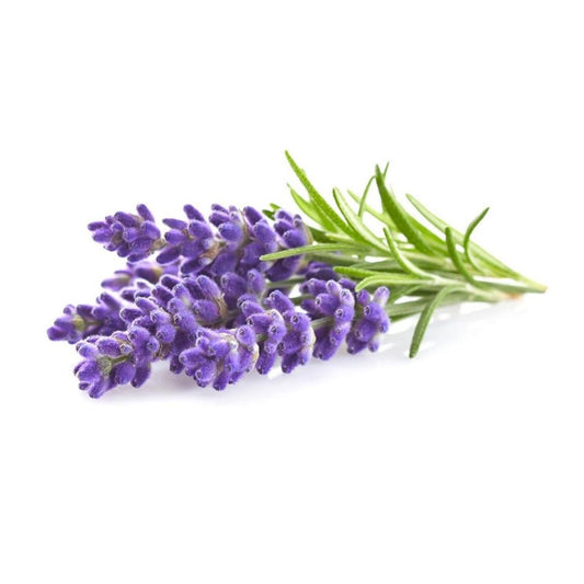 Click & Grow Smart Garden Refill 3-pack – Lavendel