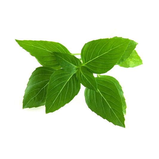 Click & Grow Smart Garden Refill 3-pack – Thai Basil