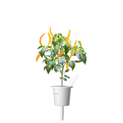 Click and Grow Smart Garden – Refill Gul Chili (3-pack)