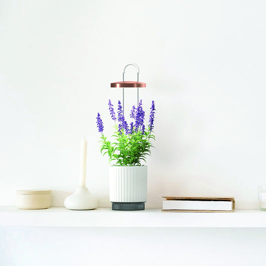 Click & Grow HydroVase – Innendørsdyrking med stil