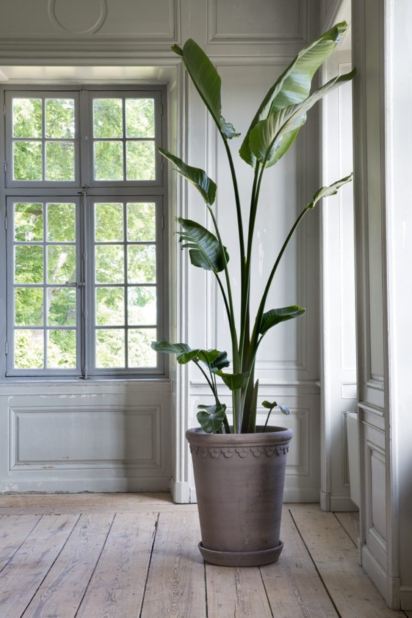 Store krukker Large Københavner Pot i Grå Terracotta, diameter 60 cm.