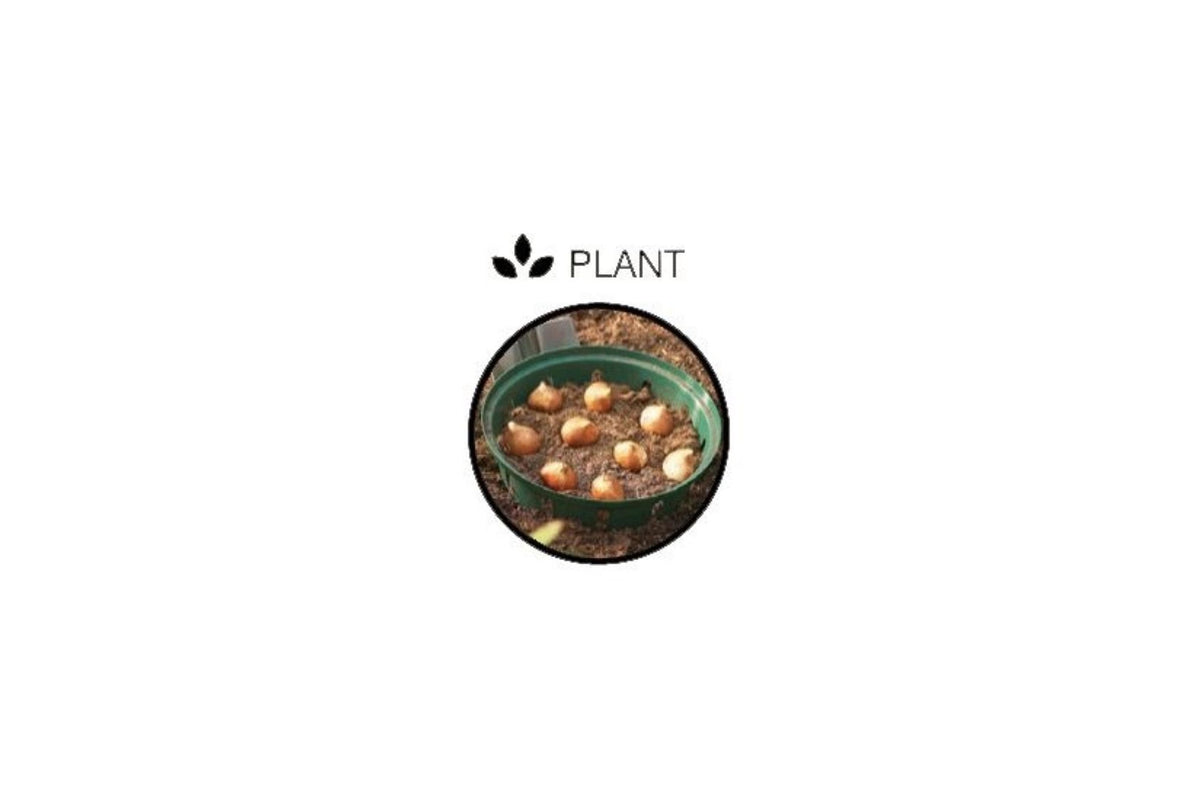 Løkkurv for planting av blomsterløk