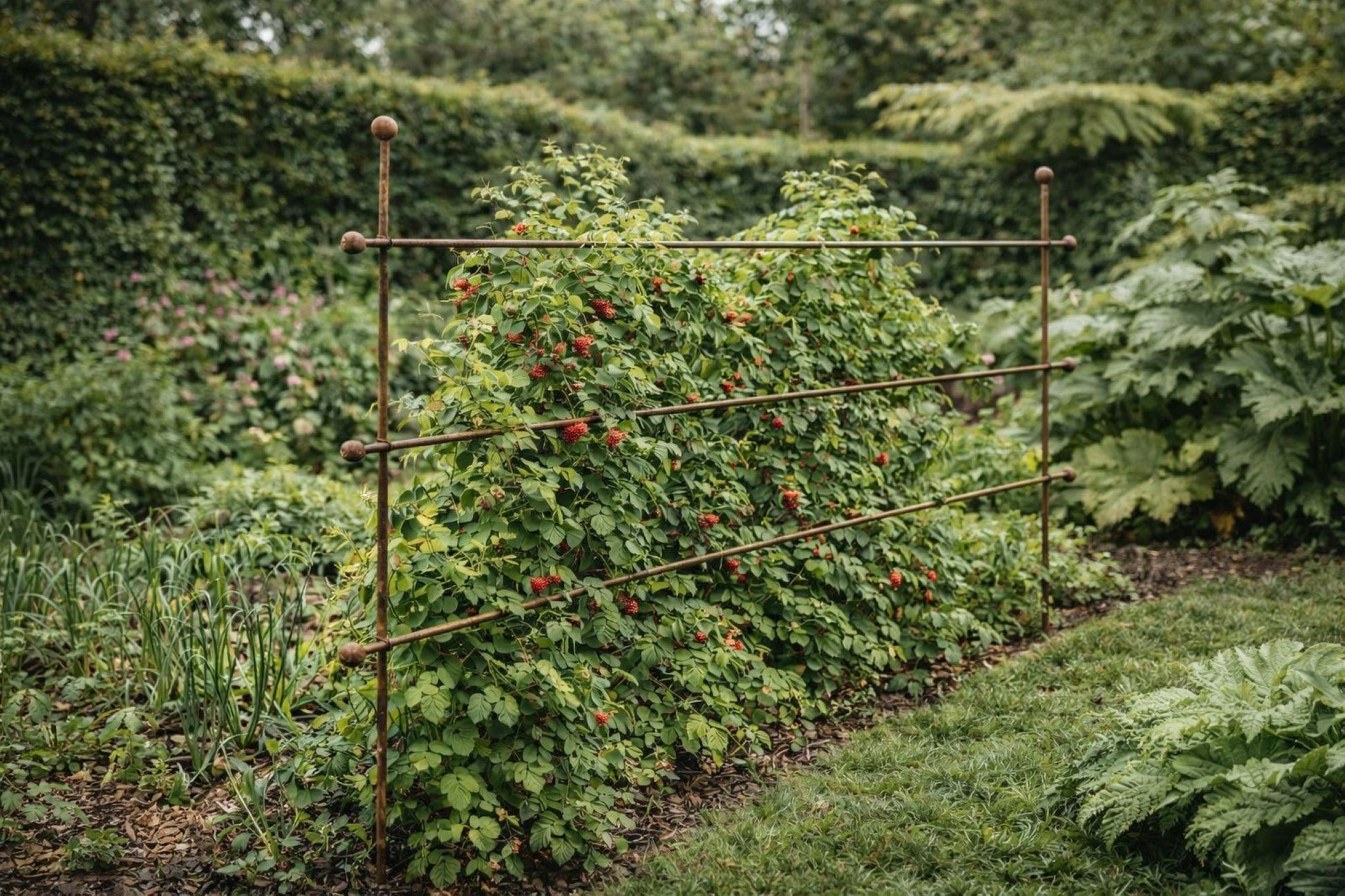Elegant plantestøtte fra Muntons i rustpatinert stål, designet for støtte i kjøkkenhage og prydhage