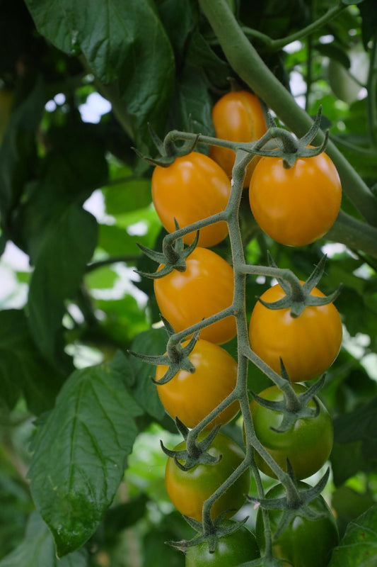 Søt, oransje plommetomat med aromatisk smak