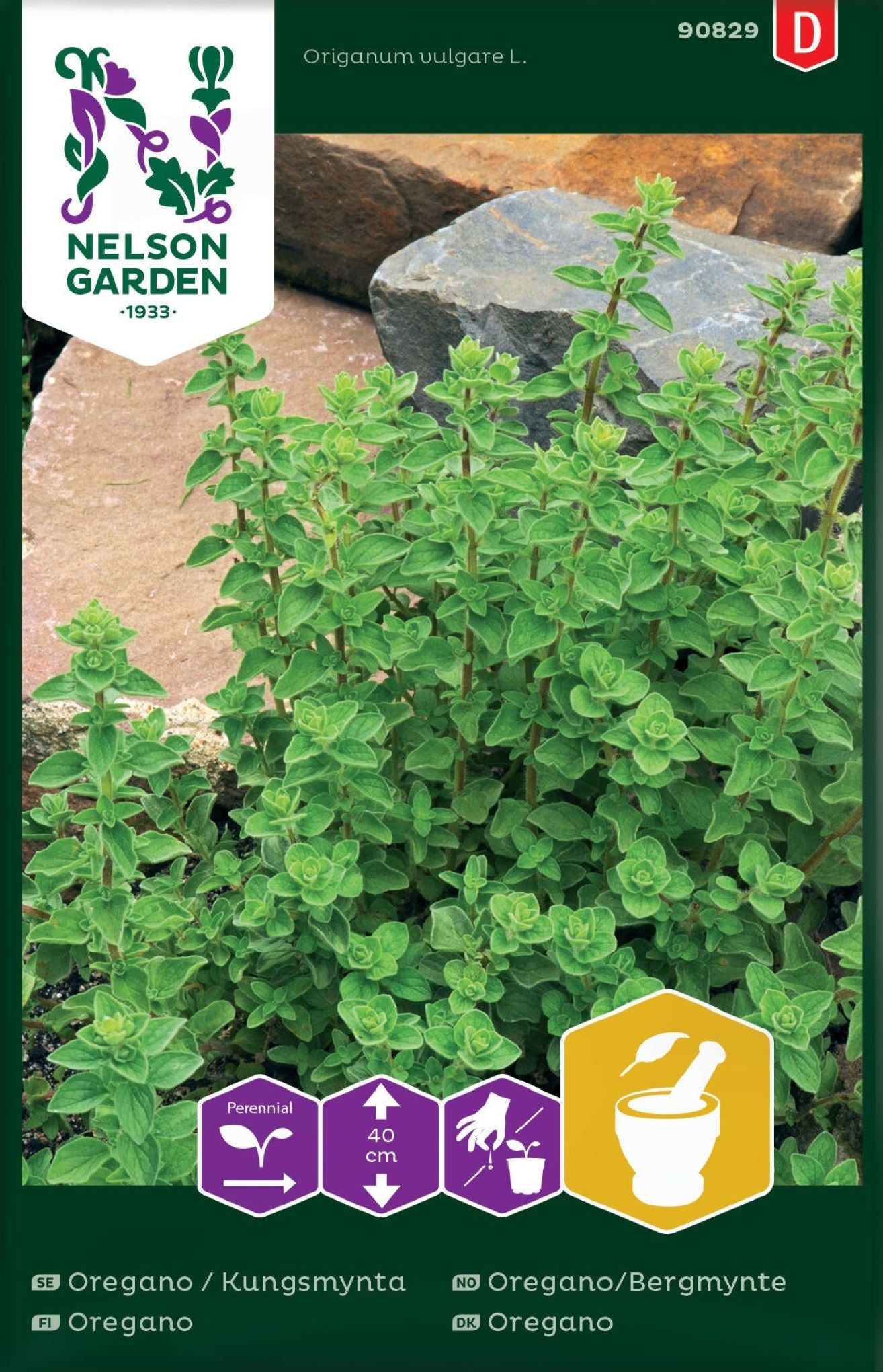 Oregano/Bergmynte med lyserosa og lilla blomster dyrket fra frø.