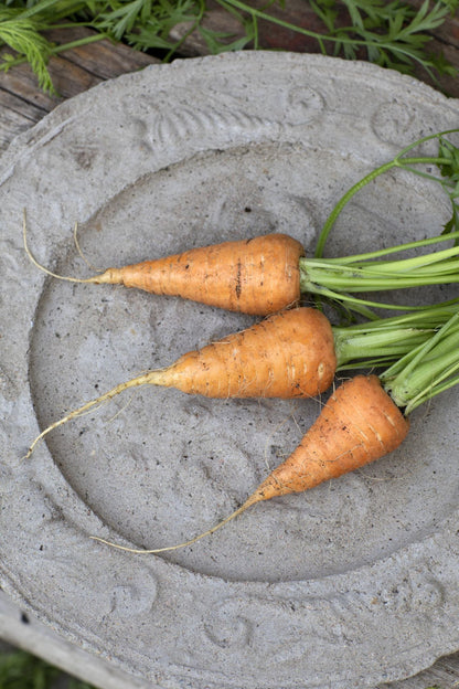 Sommergulrot ‘Oxheart’ dyrket i solrik kjøkkenhage, klar for høsting