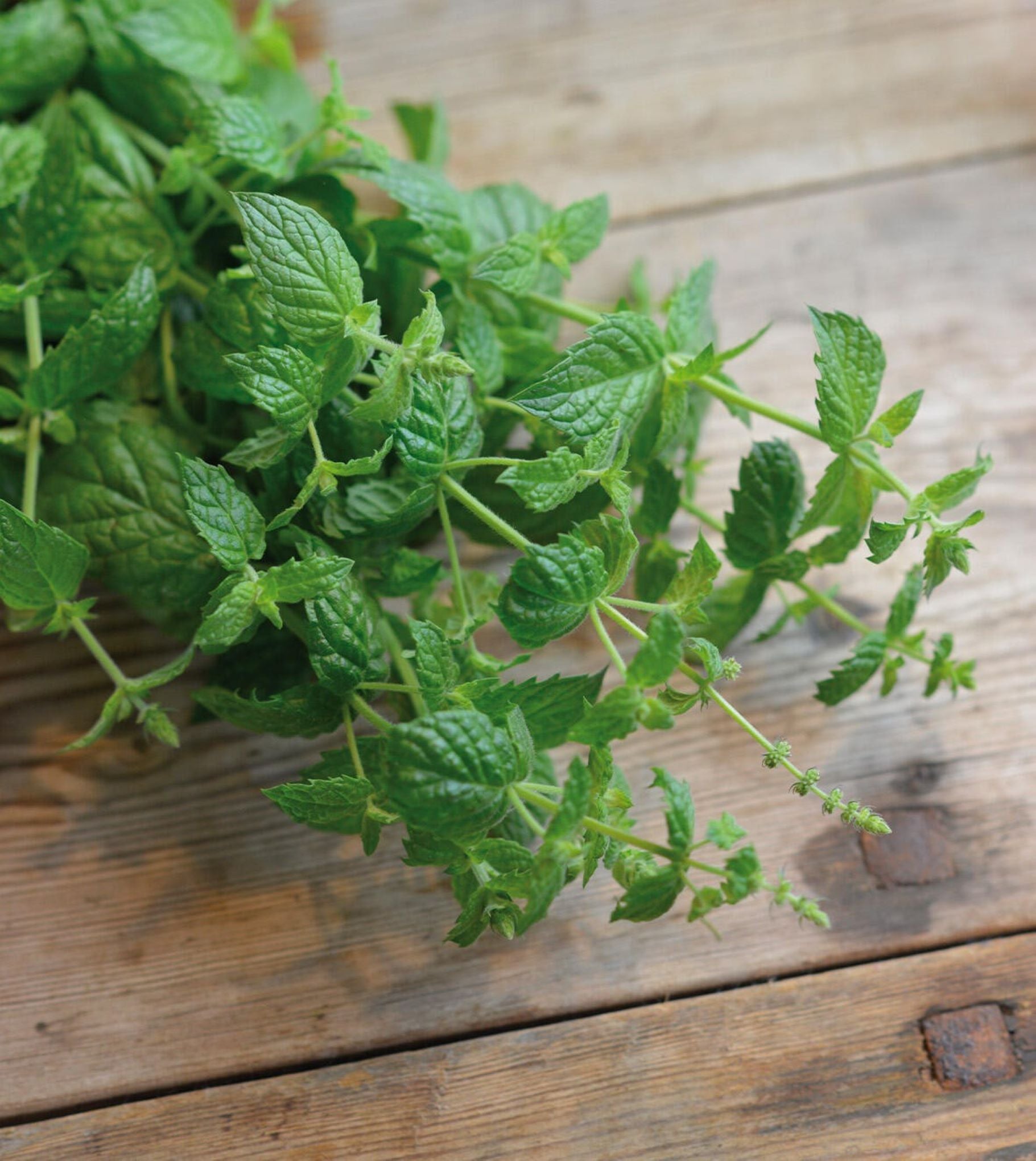 Peppermynte ‘Multimentha’ med friske grønne aromatiske blader dyrket i solfylt urtebed.