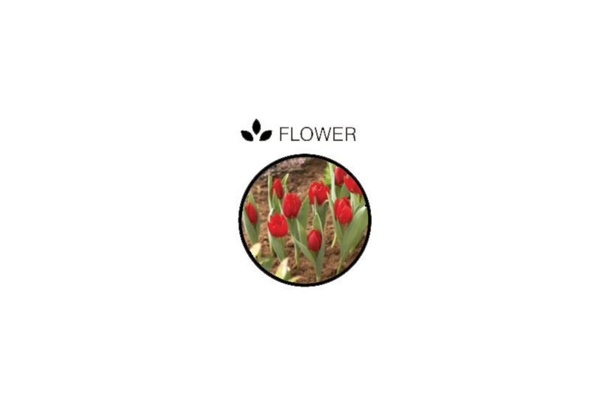 Plantekurv for blomsterløk fra Garland