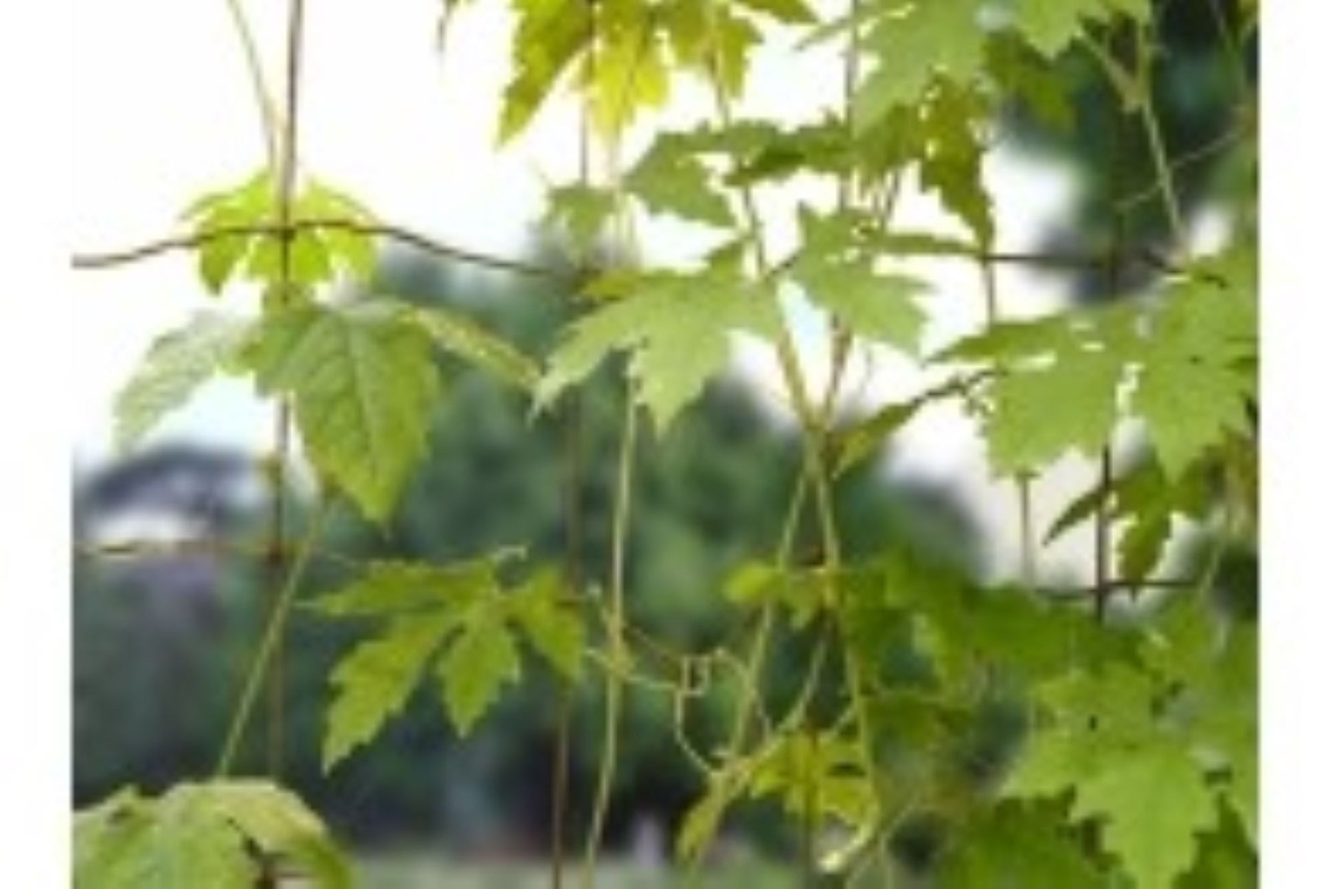 Plantenett i jute til erter og bønner – klatrenett til kjøkkenhage 1,8x1,8 meter
