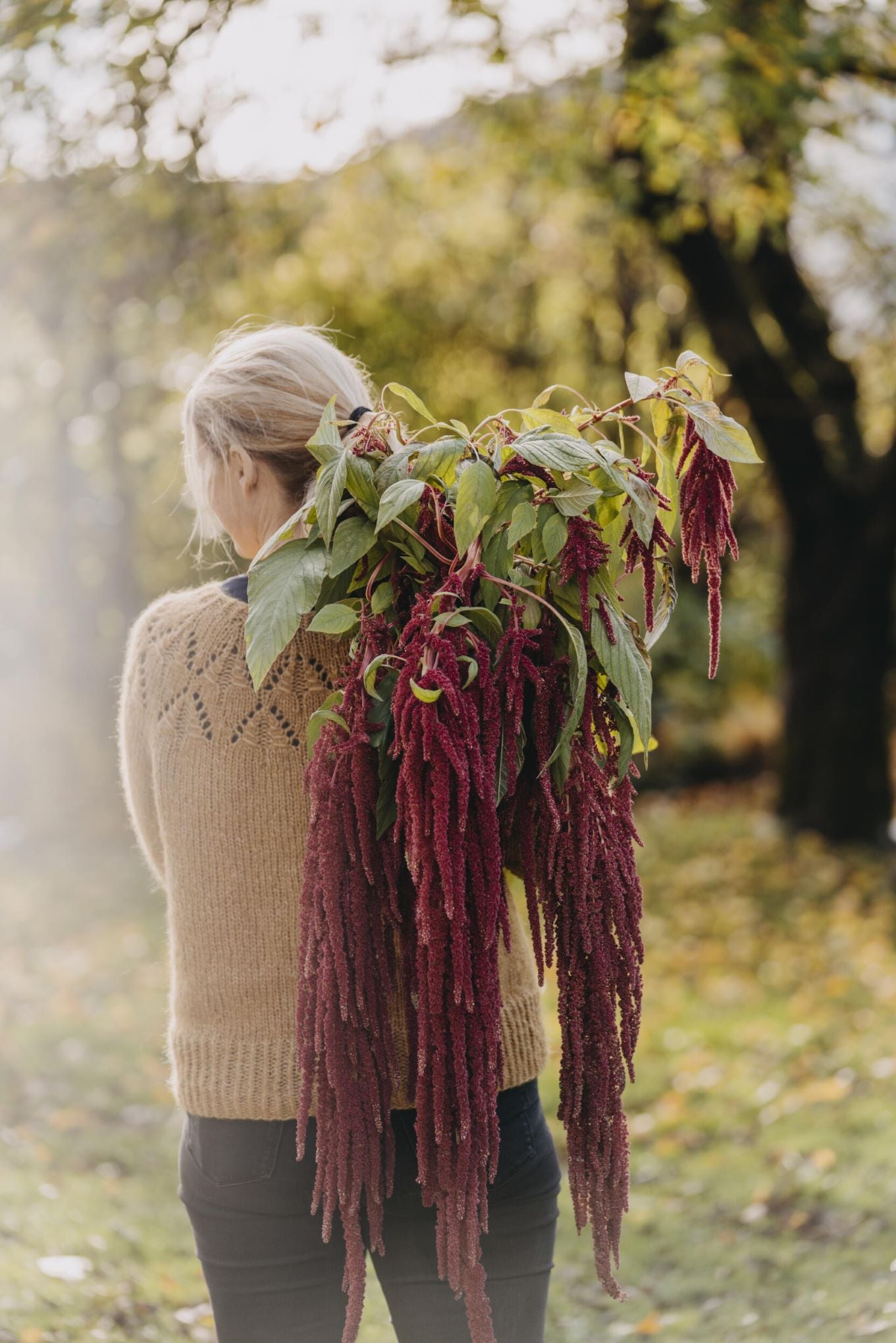 Reveamarant med vinrøde, hengende blomsterstander