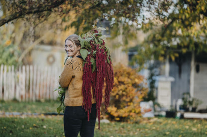 Reveamarant brukt som snitt- og evighetsblomst