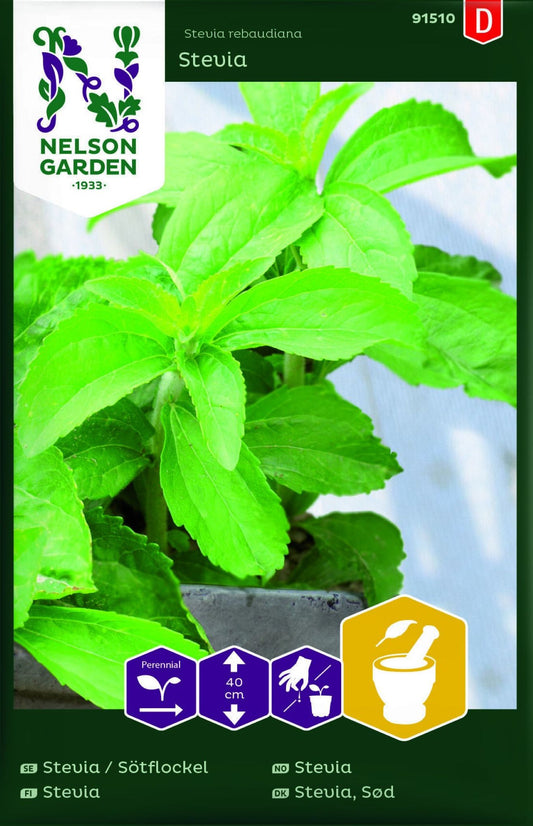 Stevia dyrket fra frø i potte.