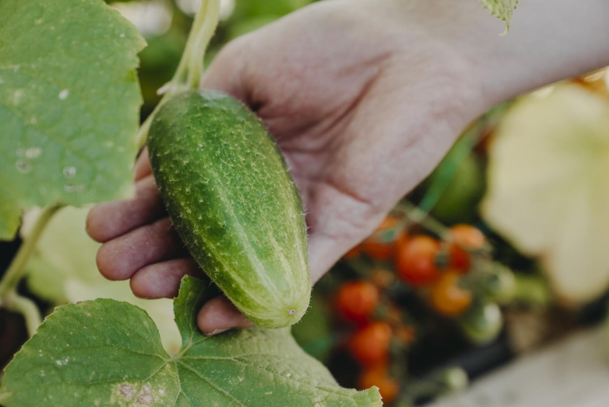 Drueagurkplante dyrket på friland i sol