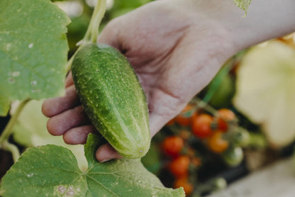 Drueagurkplante dyrket på friland i sol